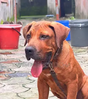 1-3 months Female Purebred Boerboel