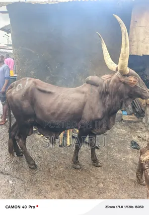 Life Cows Goats and Rams at Affordable Prices
