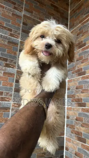 3-6 months Female Purebred Lhasa Apso