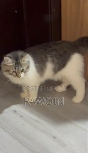 3-6 months Male Purebred Persian
