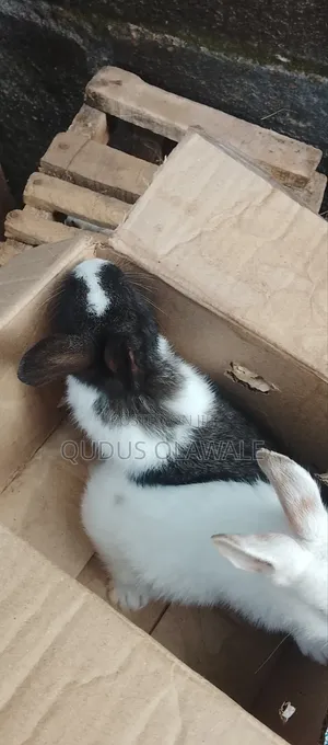Bunnies Kids Available for Sale