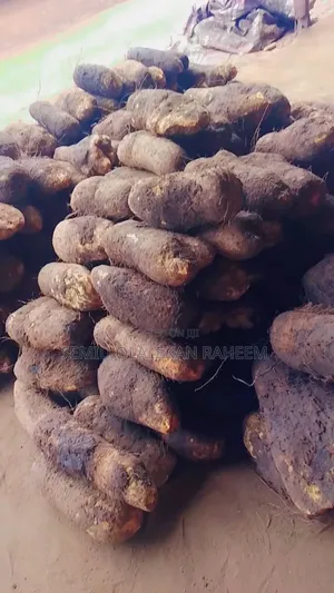 Yam Seller at Bodija Market Ibadan