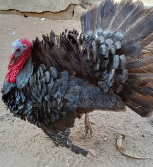 Adult Turkey