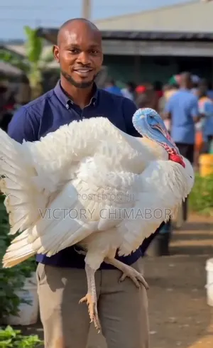 Life Foreign Turkey and Cheken