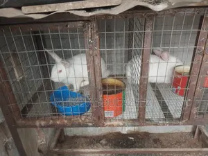 Male and Female Hailer Max Rabbit
