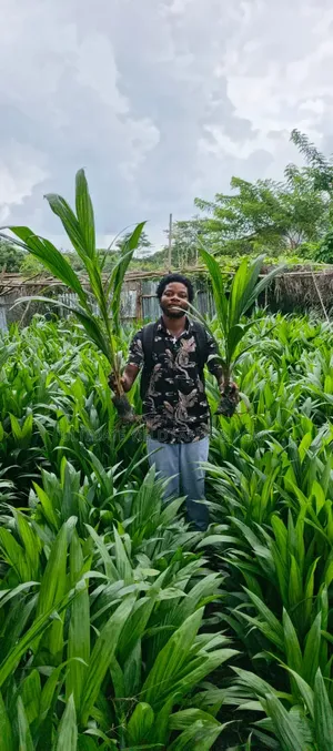 Grown Hybrid Tenera Oil Palm Seedlings Available