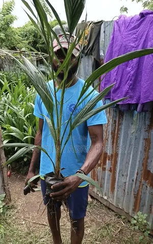 Hybrid Tenera Oil Palm Seedlings Is Available for Sale