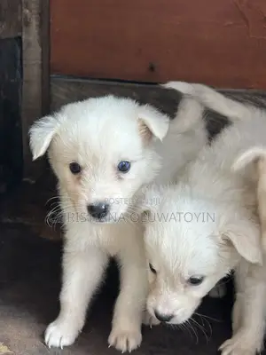 1-3 months Female Purebred Siberian Husky
