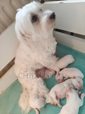 1-3 months Female Purebred Lhasa Apso