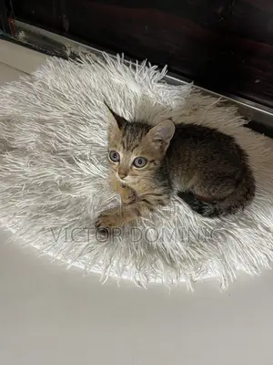1-3 months Male Mixed Breed Cat