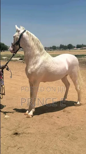 White Male Horse Available