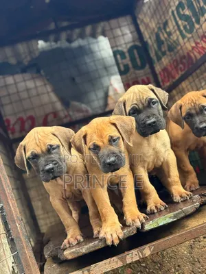 1-3 months Female Purebred Boerboel