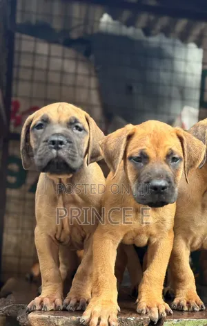 1-3 months Male Purebred Boerboel