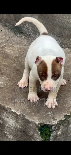 1-3 months Male Purebred American Pit Bull Terrier