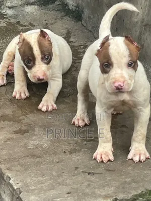 1-3 months Female Purebred American Pit Bull Terrier