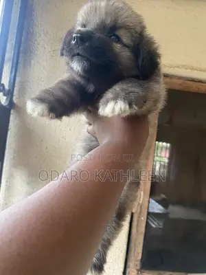 1-3 months Male Purebred German Shepherd