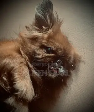 1+ year Female Purebred Pekingese