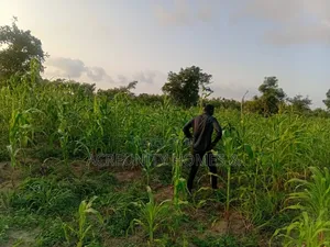 50 Acres of Farmland for Sale at Sagbo-Ile Village, Iseyin, Oyo State