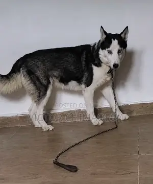 1+ year Female Purebred Siberian Husky