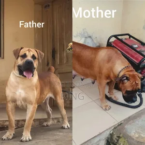 1-3 months Female Purebred Boerboel