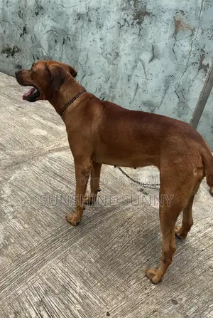 6-12 months Female Purebred Rhodesian Ridgeback
