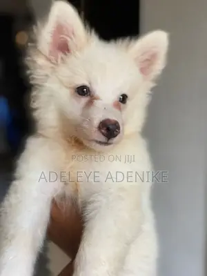 1-3 months Male Purebred American Eskimo