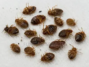 Professional Bedbugs Treatment