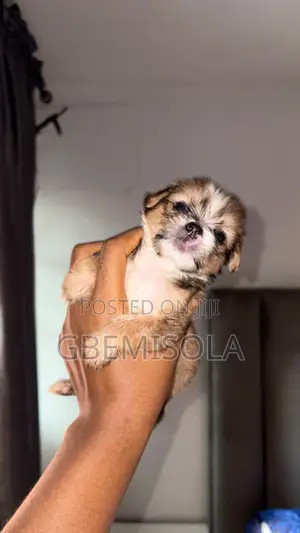 1-3 months Male Purebred Lhasa Apso