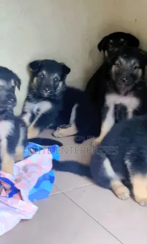 1-3 months Female Purebred German Shepherd