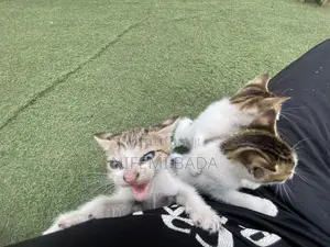 1-3 months Female Mixed Breed British Shorthair