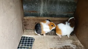 Sunmy Farmers