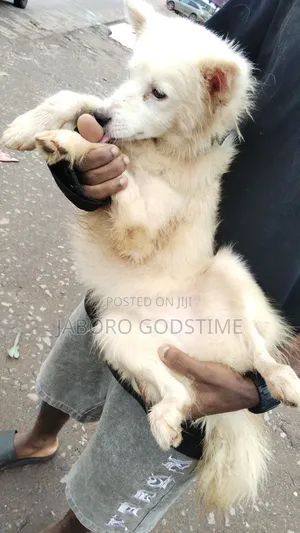 1-3 months Female Purebred American Eskimo