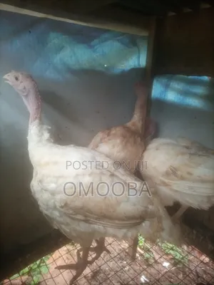 Foreign Turkey