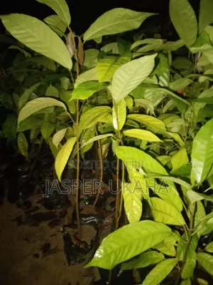 Cocoa Seedlings