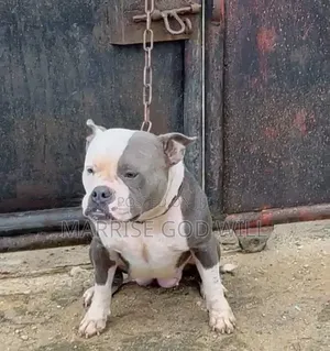 1+ year Female Purebred American Bully