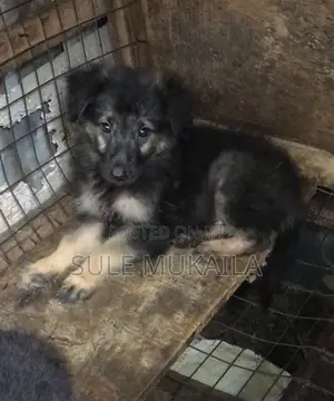 1-3 months Male Purebred German Shepherd