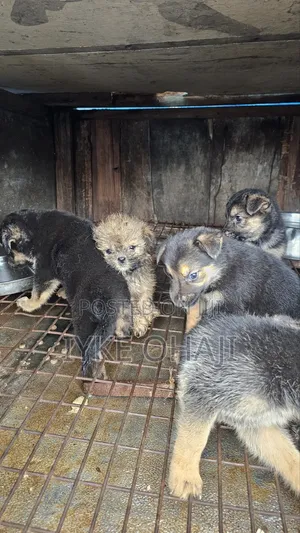 1-3 months Male Purebred German Shepherd