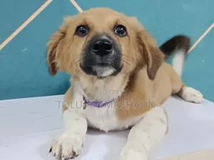 1-3 months Female Mixed Breed Cocker Spaniel
