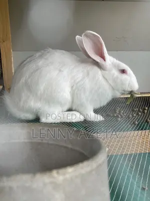 RABBIT for Meat and Breeding
