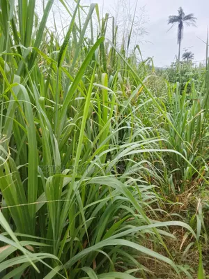 Standard 2 Plots of Land for Sale at Olode Off Akufo Town, Ibadan.