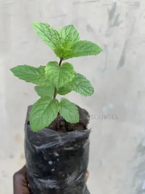 Peppermint Plant Seedlings
