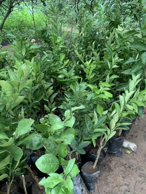 Sweet Orange Plant Seedlings