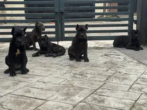 3-6 months Female Purebred Cane Corso