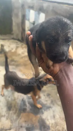 0-1 month Male Purebred German Shepherd