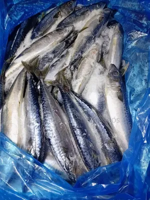 Original Titus Fish