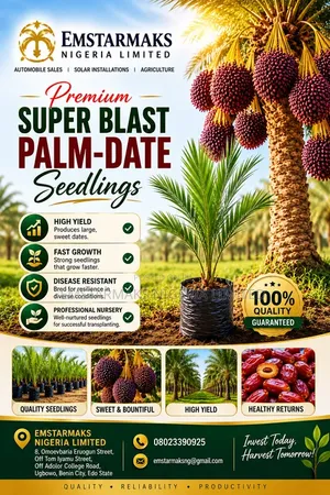 Date Palm Seedlings