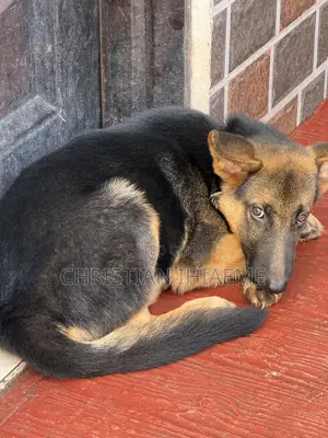 3-6 months Male Purebred German Shepherd