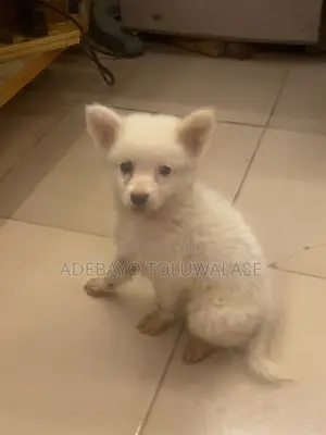 1-3 months Male Purebred American Eskimo