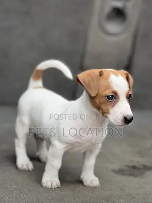 1-3 months Male Purebred Jack Russell Terrier