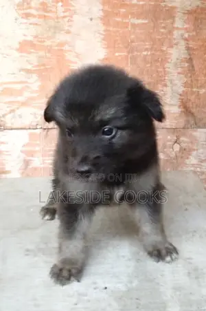 1-3 months Female Purebred Caucasian Shepherd